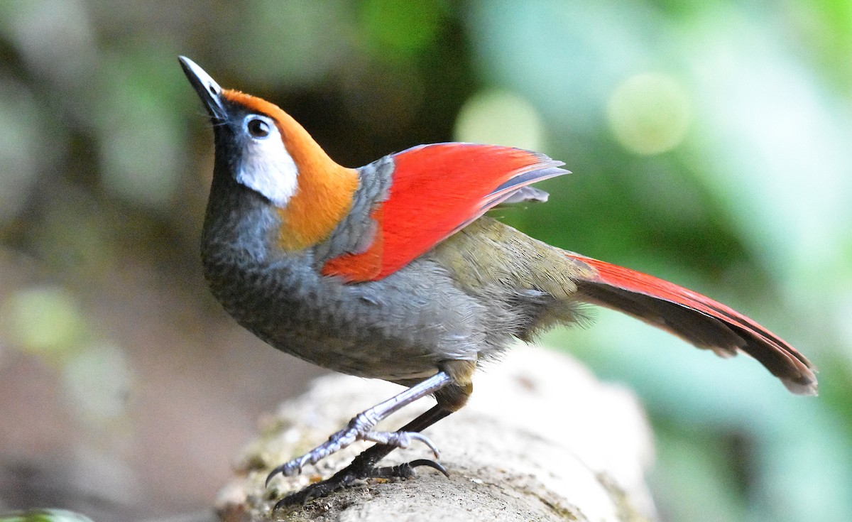 Red-tailed Laughingthrush - ML639659675