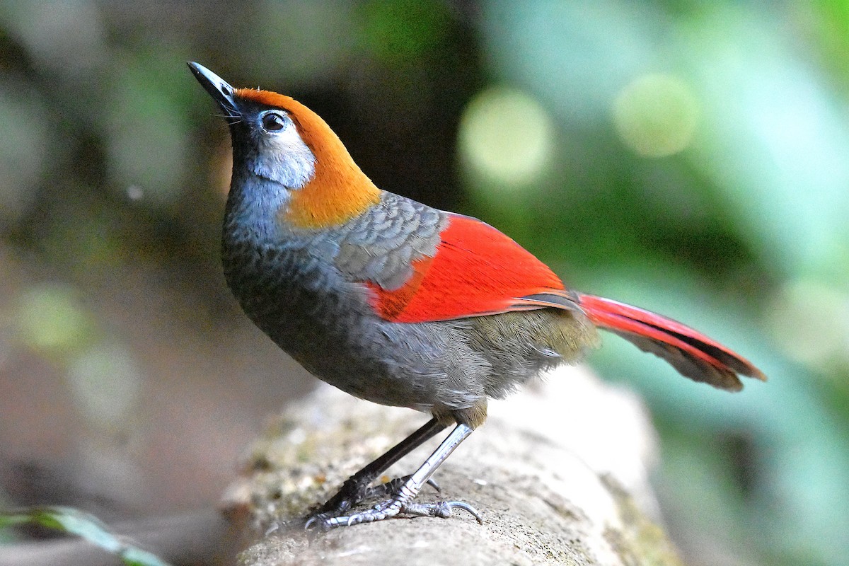 Red-tailed Laughingthrush - ML639659676
