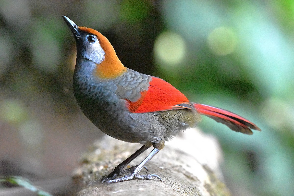 Red-tailed Laughingthrush - ML639659677