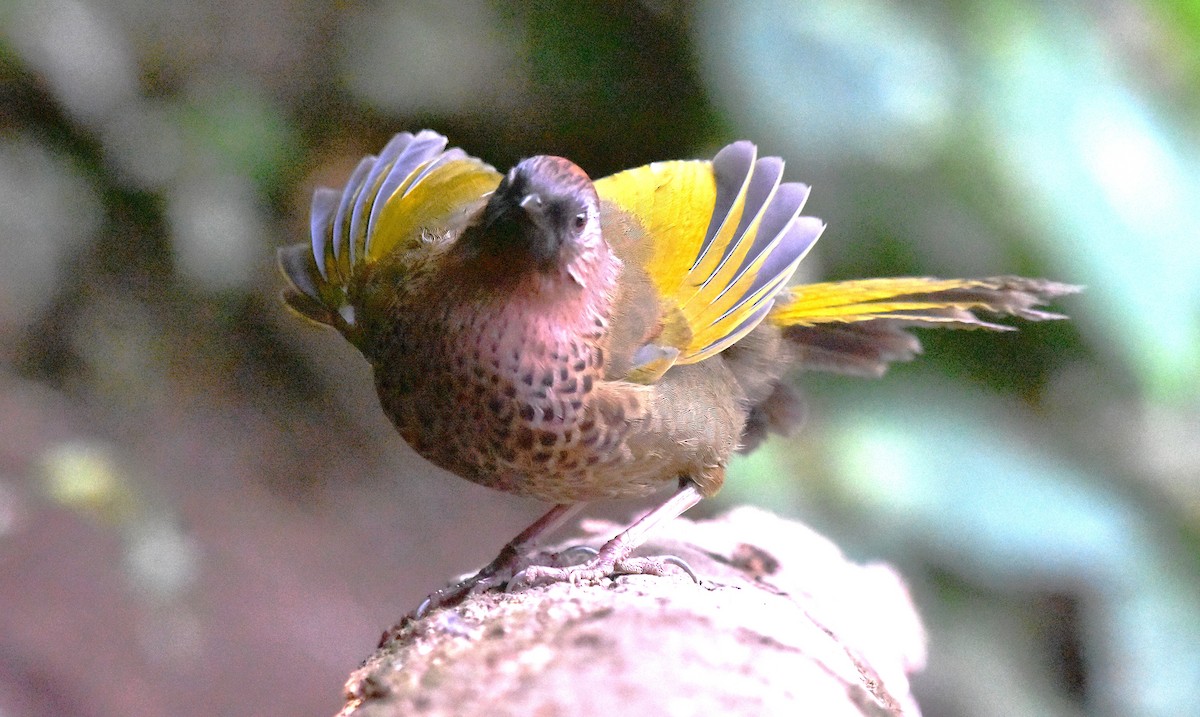 Assam Laughingthrush - ML639659678