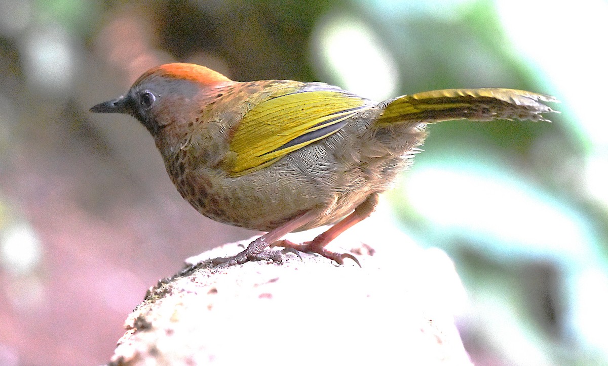 Assam Laughingthrush - ML639659679