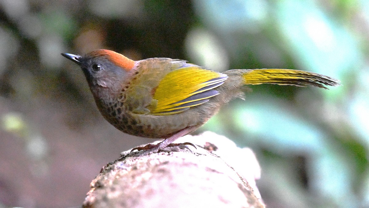 Assam Laughingthrush - ML639659680