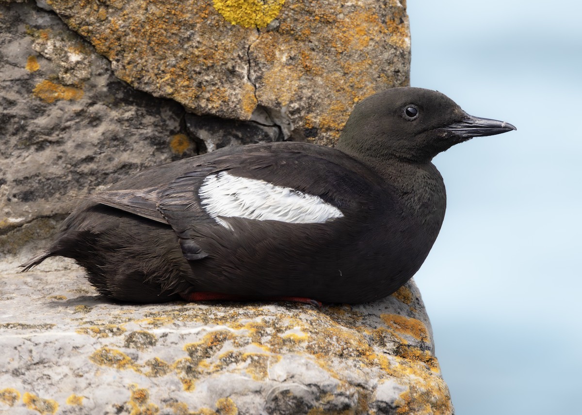 Black Guillemot - Toby Carter