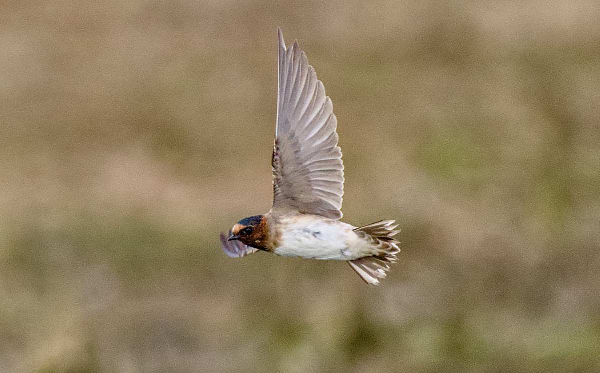 Cliff Swallow - ML639659779
