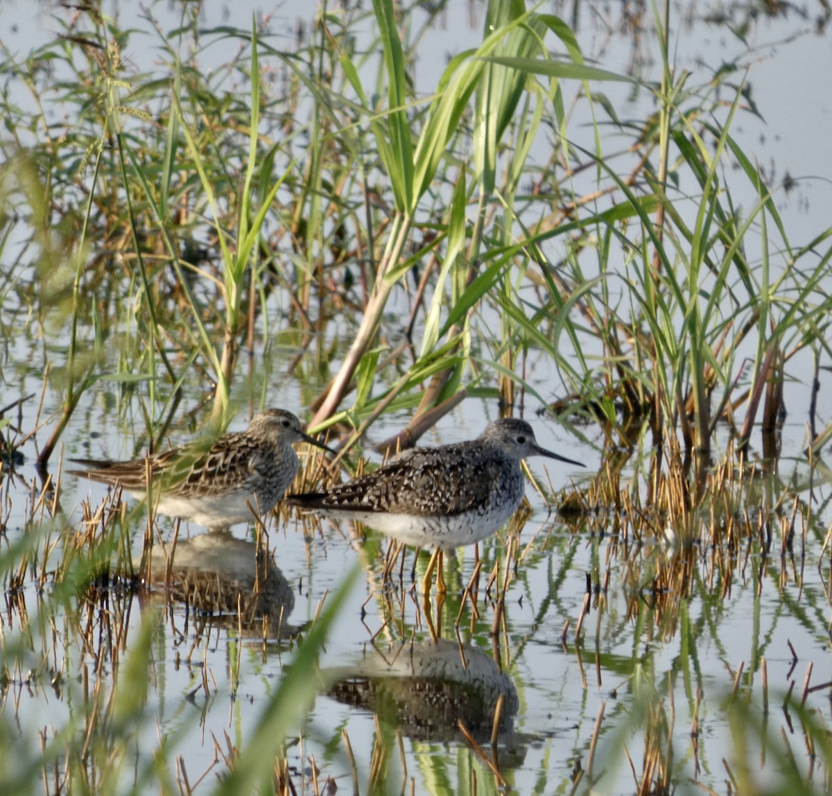Орог элсэг - ML639659806