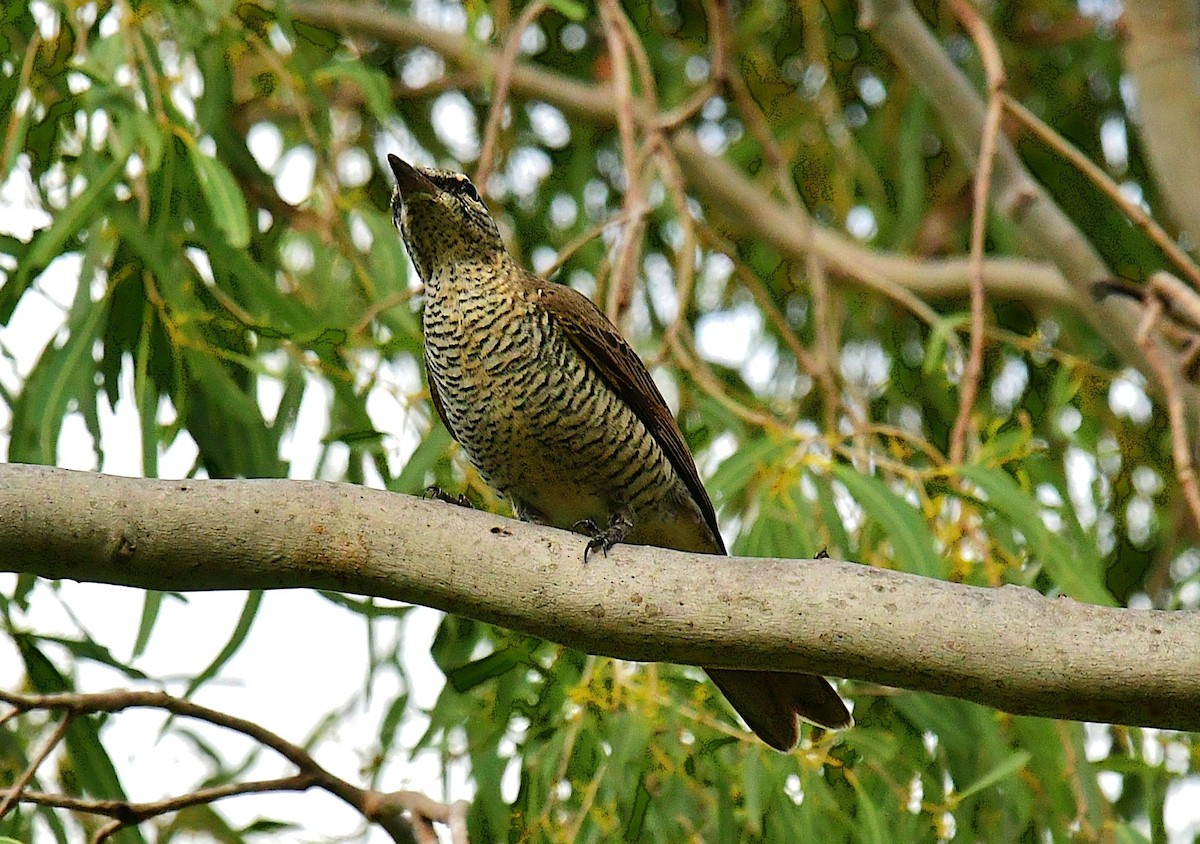 Sahul Cicadabird - ML639659855