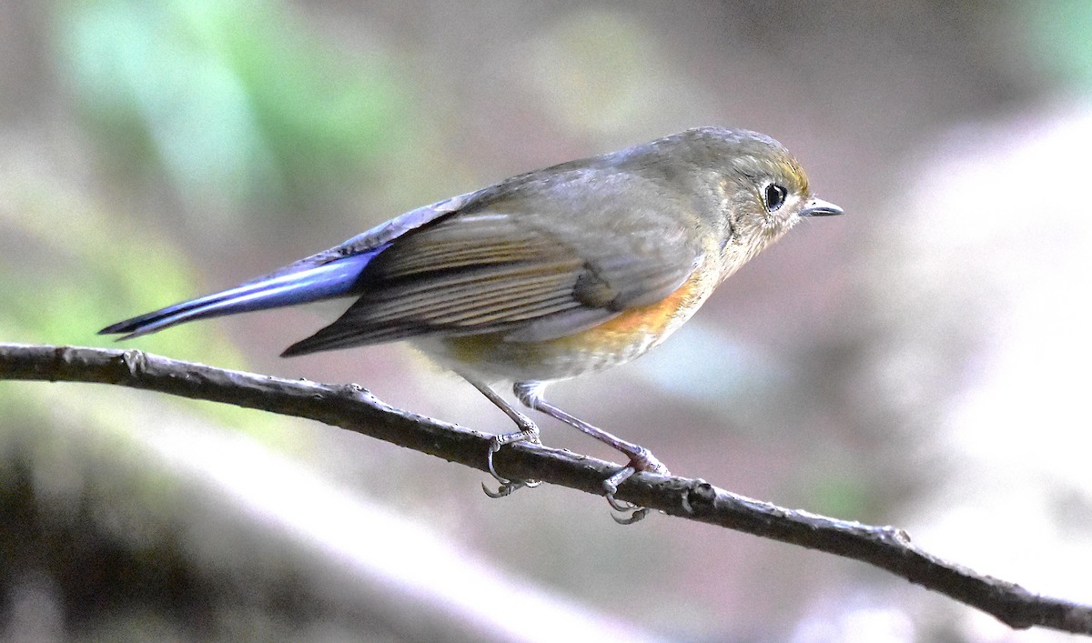 Red-flanked/Qilian Bluetail - ML639659860