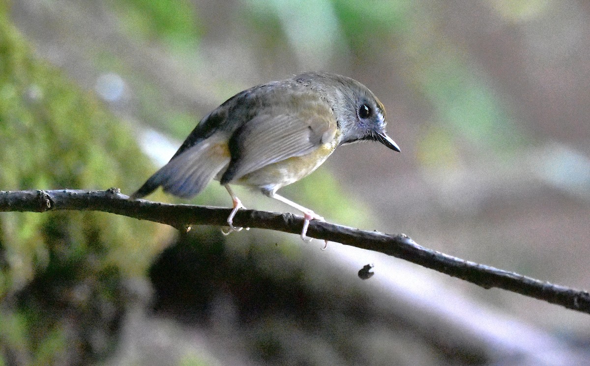 Papamoscas Gargantilla - ML639659882