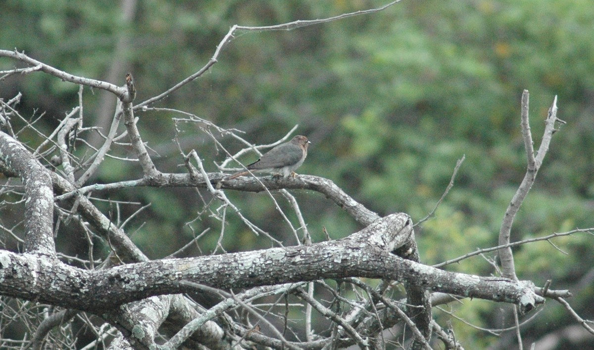 Gray-bellied Cuckoo - ML639659891