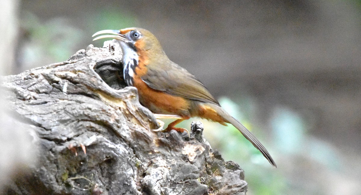 Black-streaked Scimitar-Babbler - ML639659942
