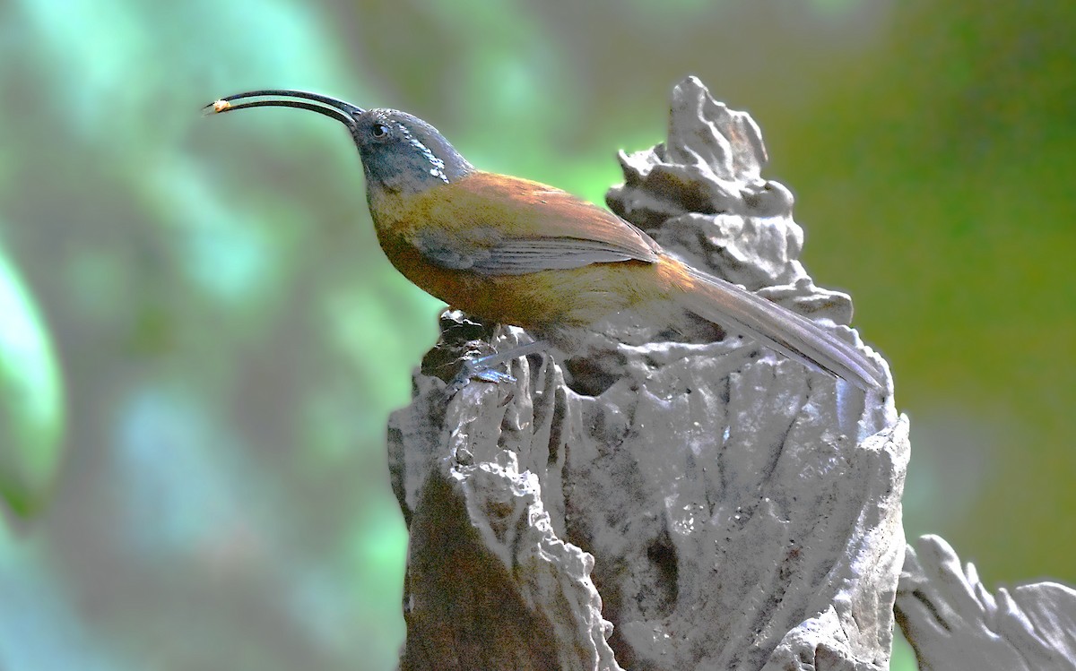 Slender-billed Scimitar-Babbler - ML639659995