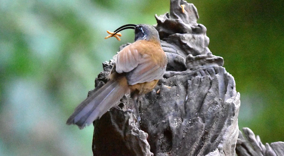 Slender-billed Scimitar-Babbler - ML639659996