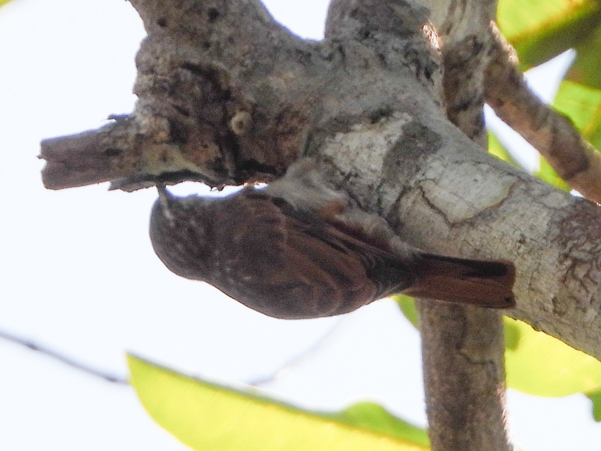 Slender-billed Xenops - ML639660006