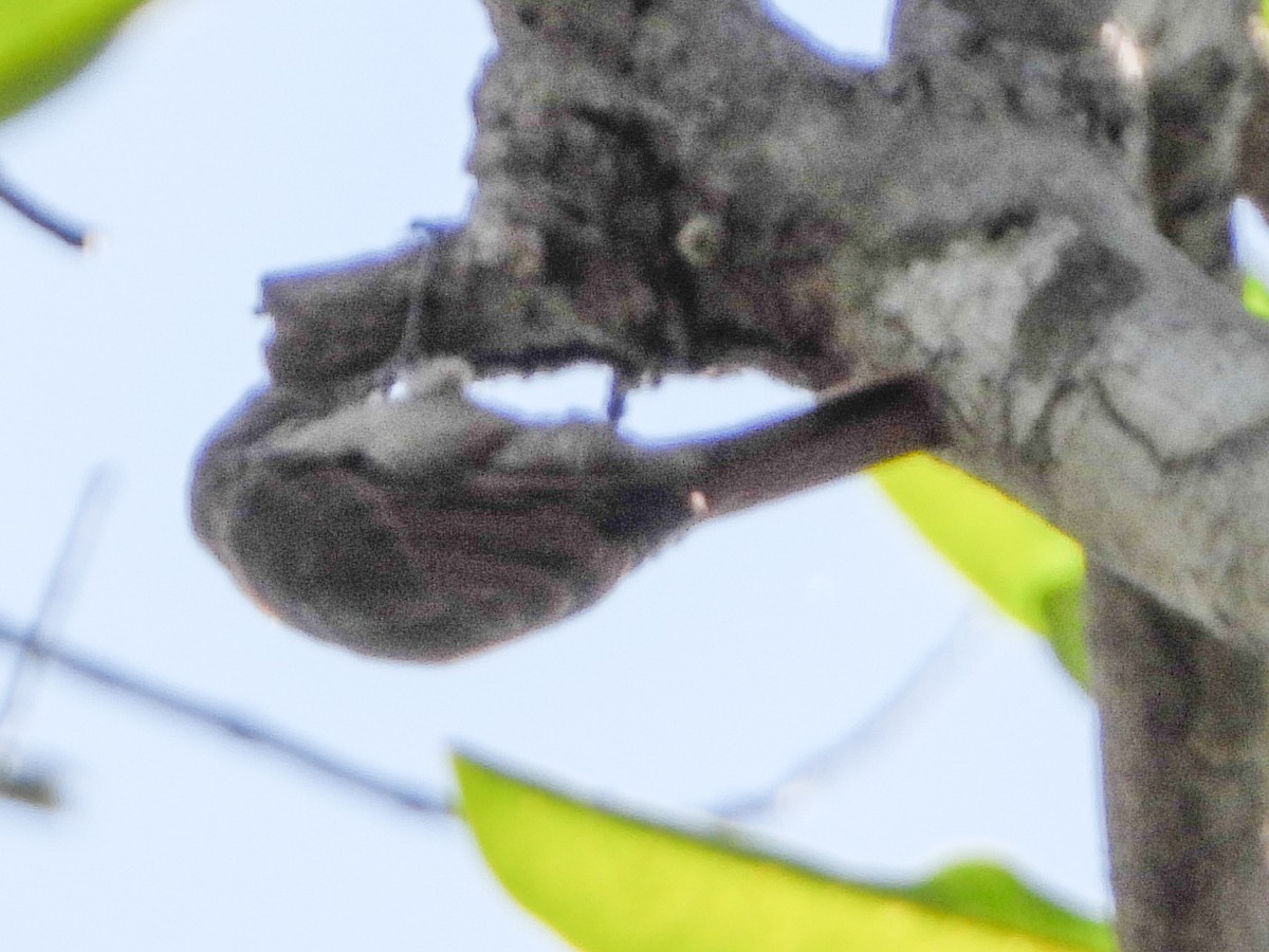 Slender-billed Xenops - ML639660007