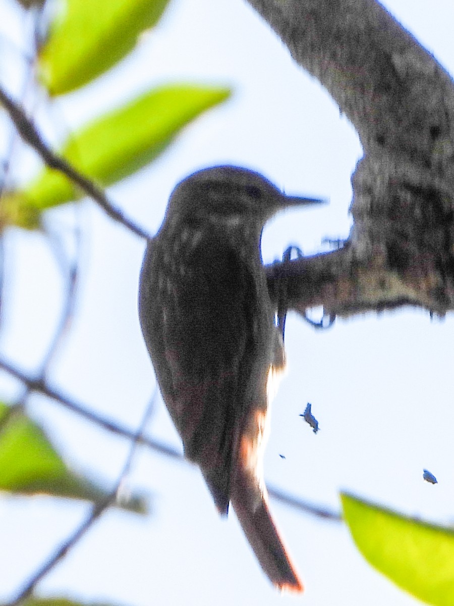 Slender-billed Xenops - ML639660008