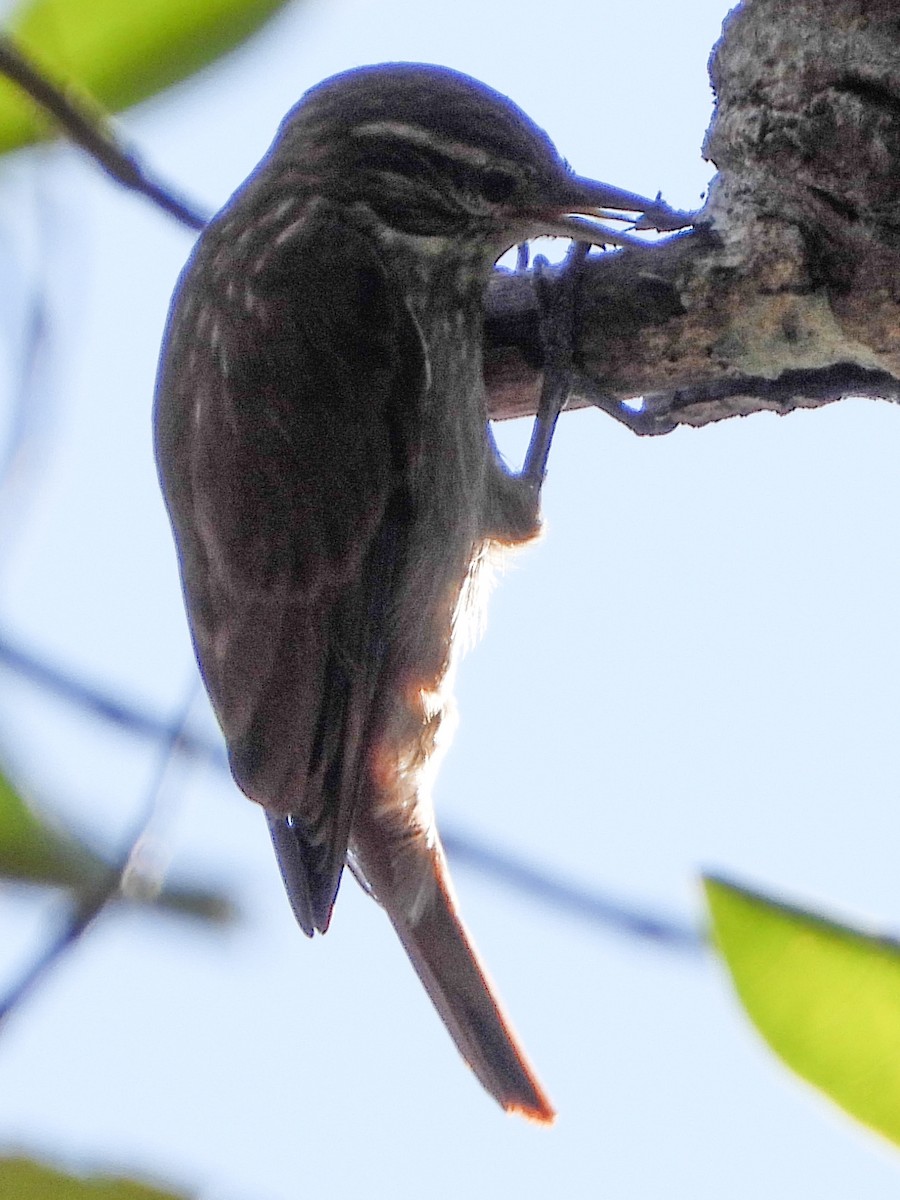 Slender-billed Xenops - ML639660009