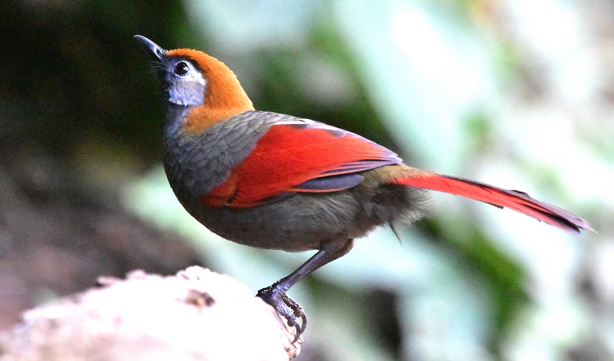 Red-tailed Laughingthrush - ML639660013