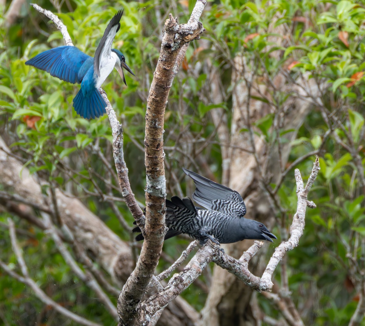 Visayan Cuckooshrike - ML639660014