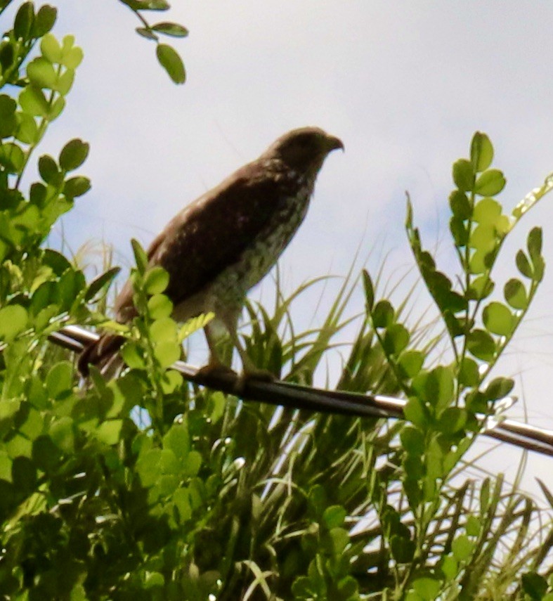 Red-shouldered Hawk - ML639660059