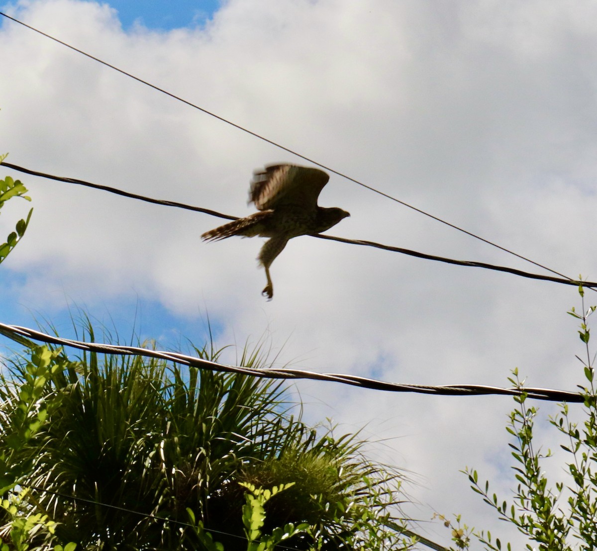 Red-shouldered Hawk - ML639660060