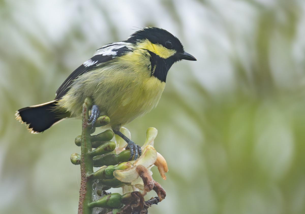 Elegant Tit - ML639660062