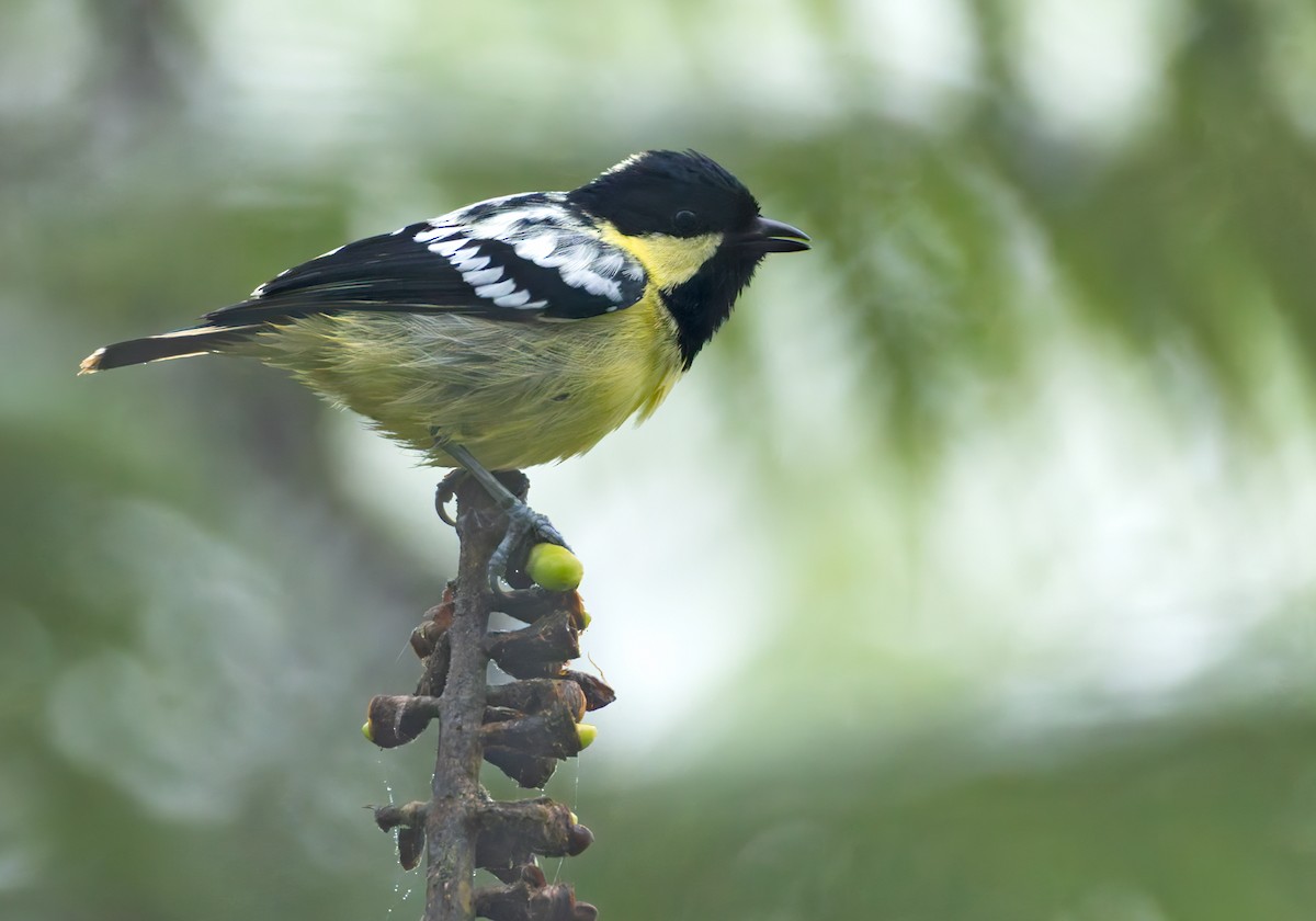Elegant Tit - ML639660063
