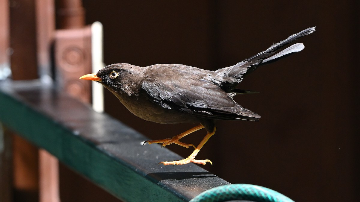 Sooty Thrush - ML639660099