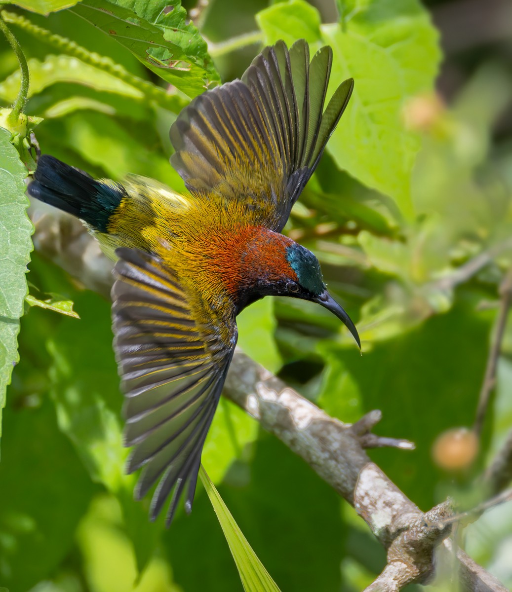 Maroon-naped Sunbird - ML639660100