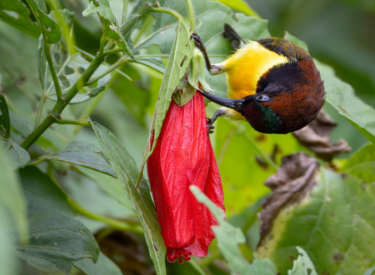 Maroon-naped Sunbird - ML639660103