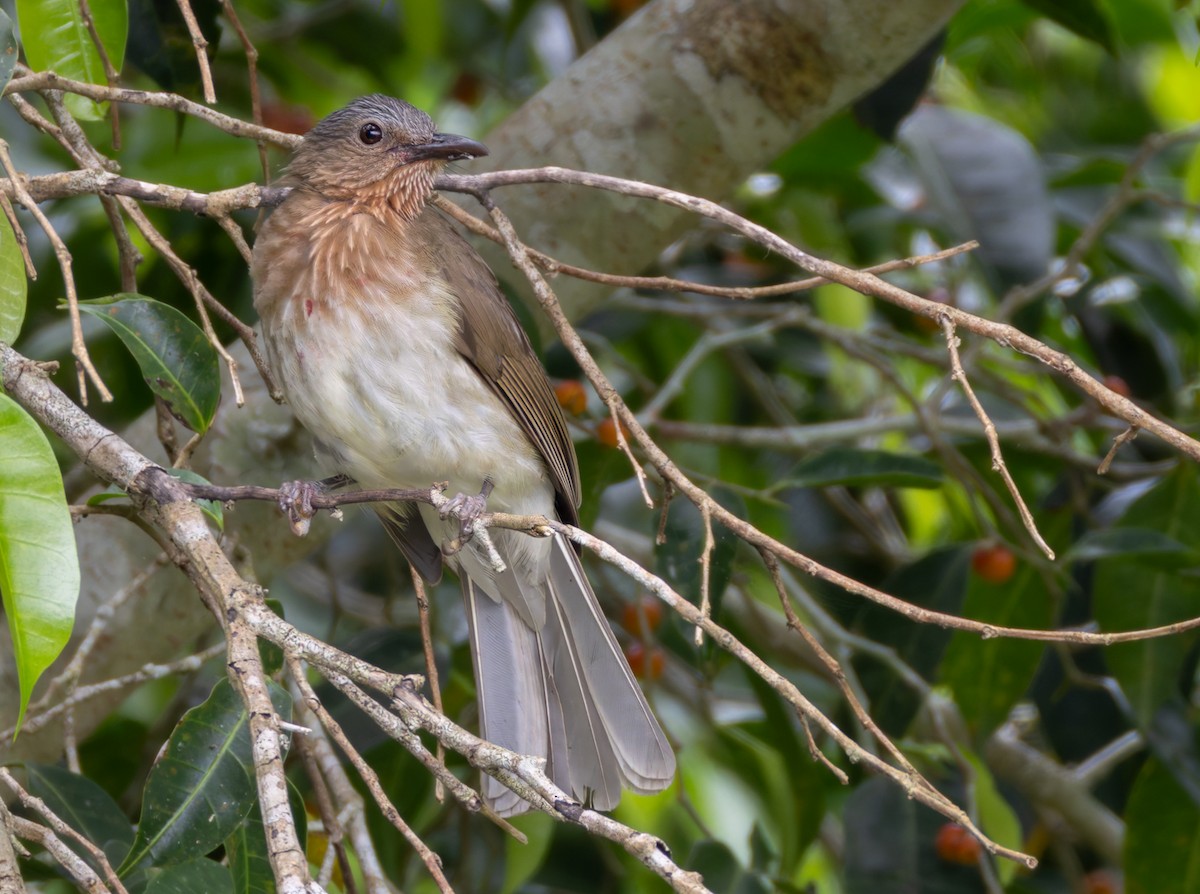 Visayan Bulbul - ML639660106