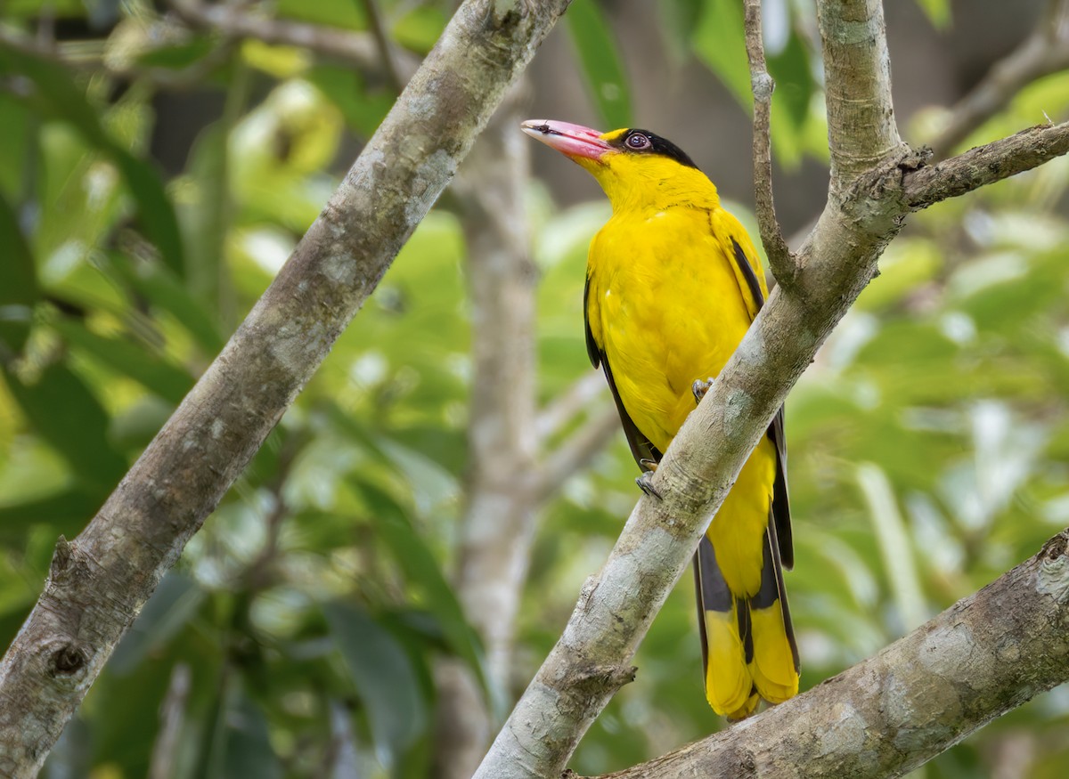 Black-naped Oriole (Philippine) - ML639660107