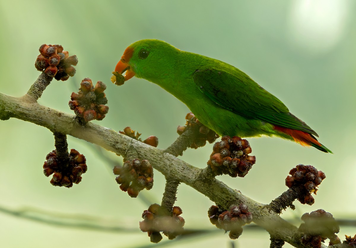 Philippine Hanging-Parrot - ML639660109