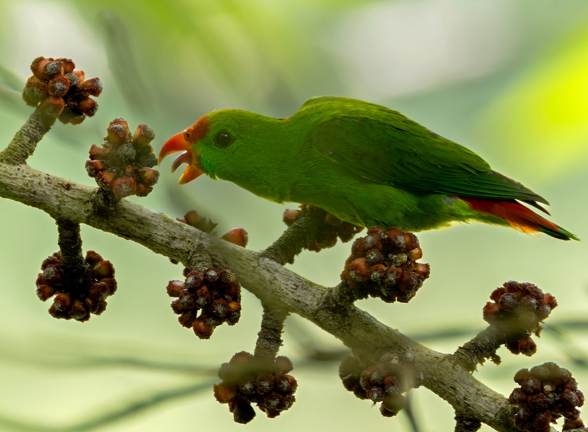 Philippine Hanging-Parrot - ML639660110