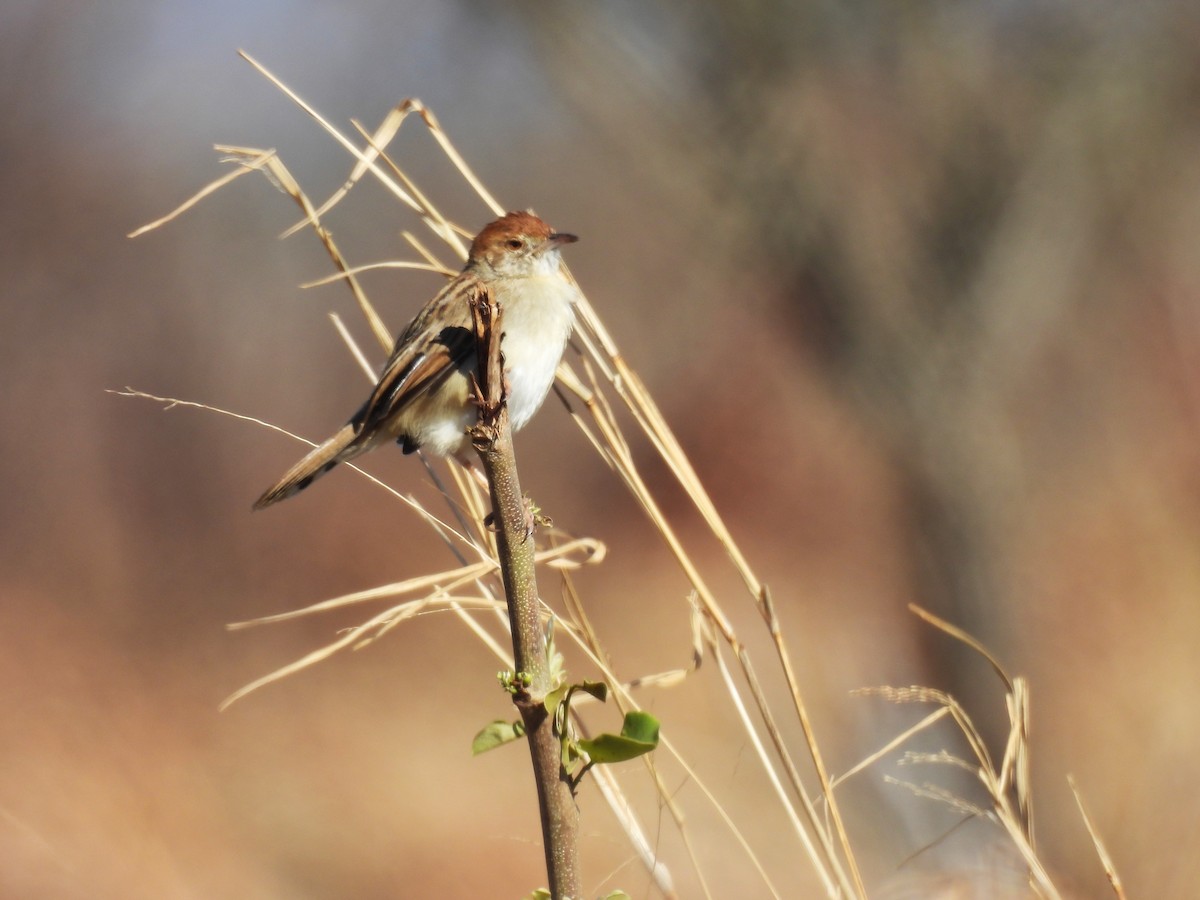 Piping Cisticola - ML639660144