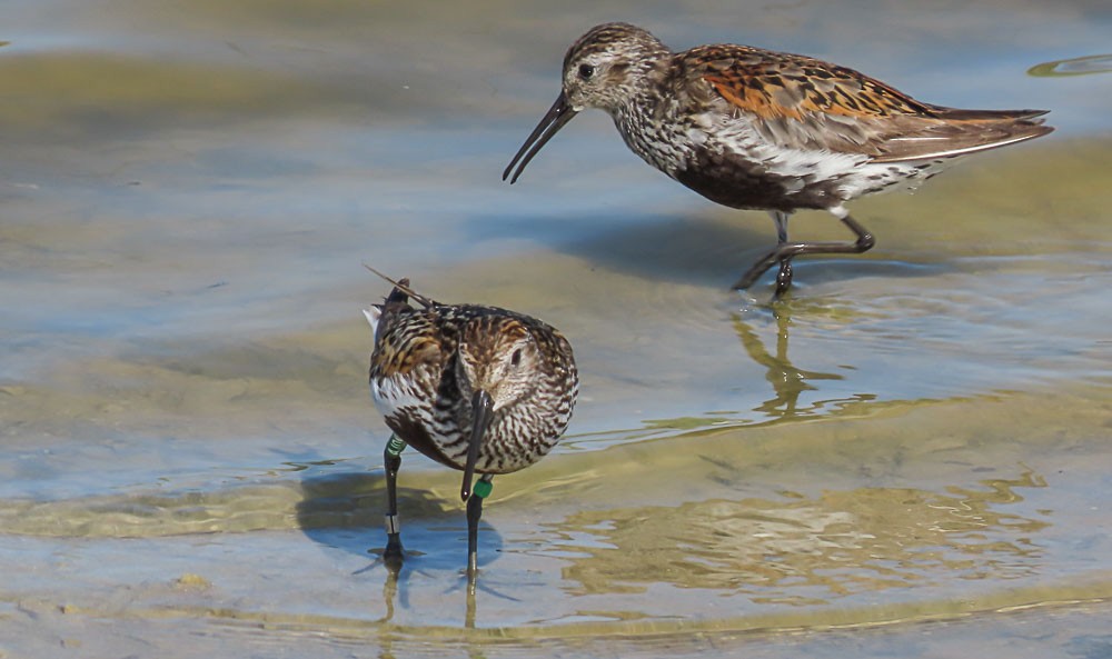 Dunlin - ML639660186