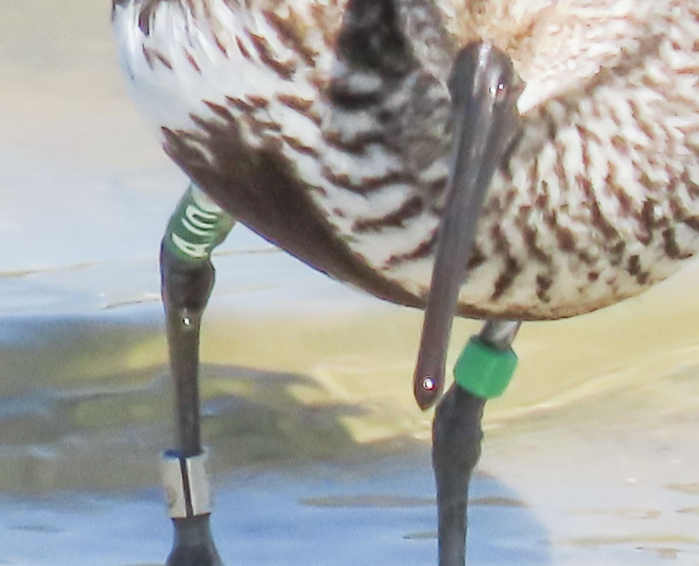 Dunlin - ML639660189