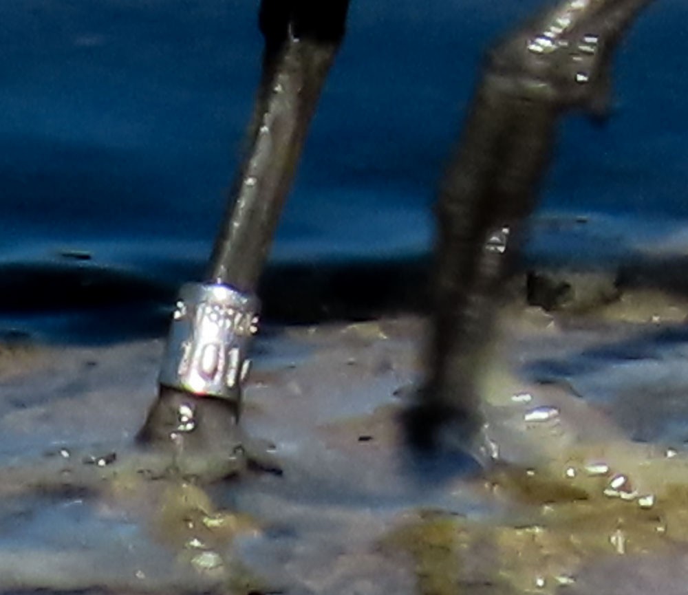 Dunlin - ML639660191