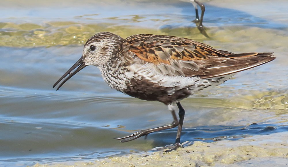 Dunlin - ML639660193