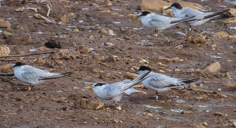 Little Tern - ML639660206