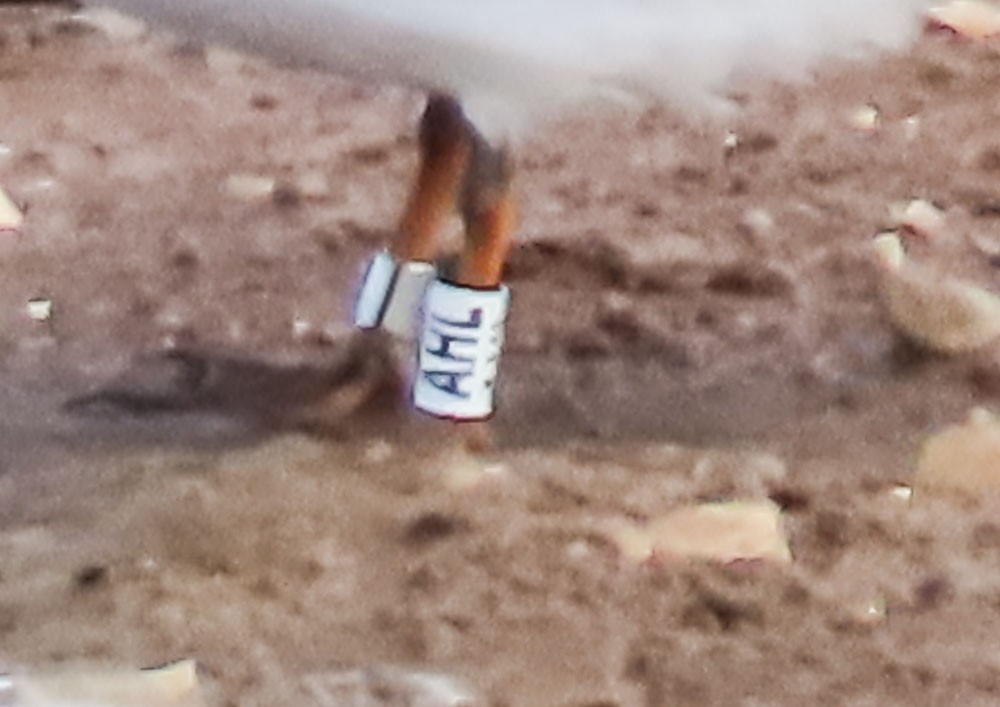 Little Tern - ML639660208