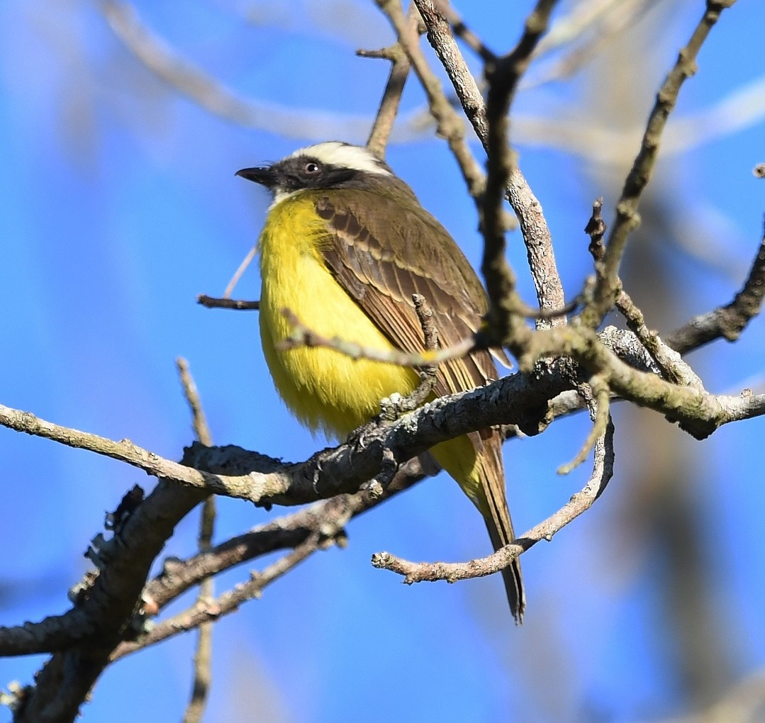 Social Flycatcher - ML639660249