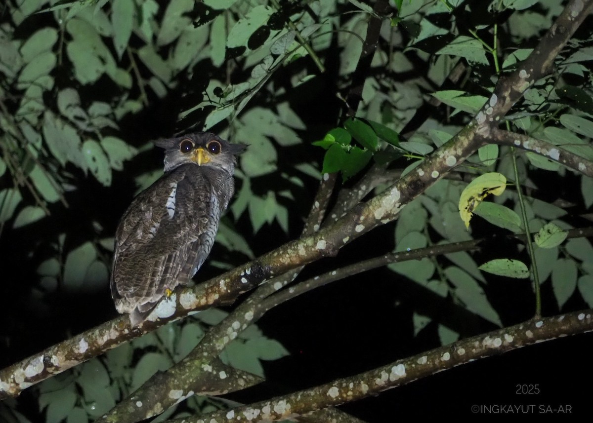 Barred Eagle-Owl - ML639660291