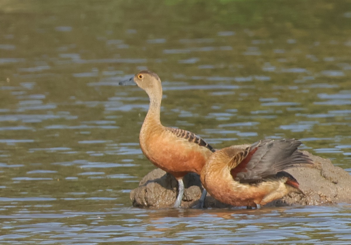 Lesser Whistling-Duck - ML639660332