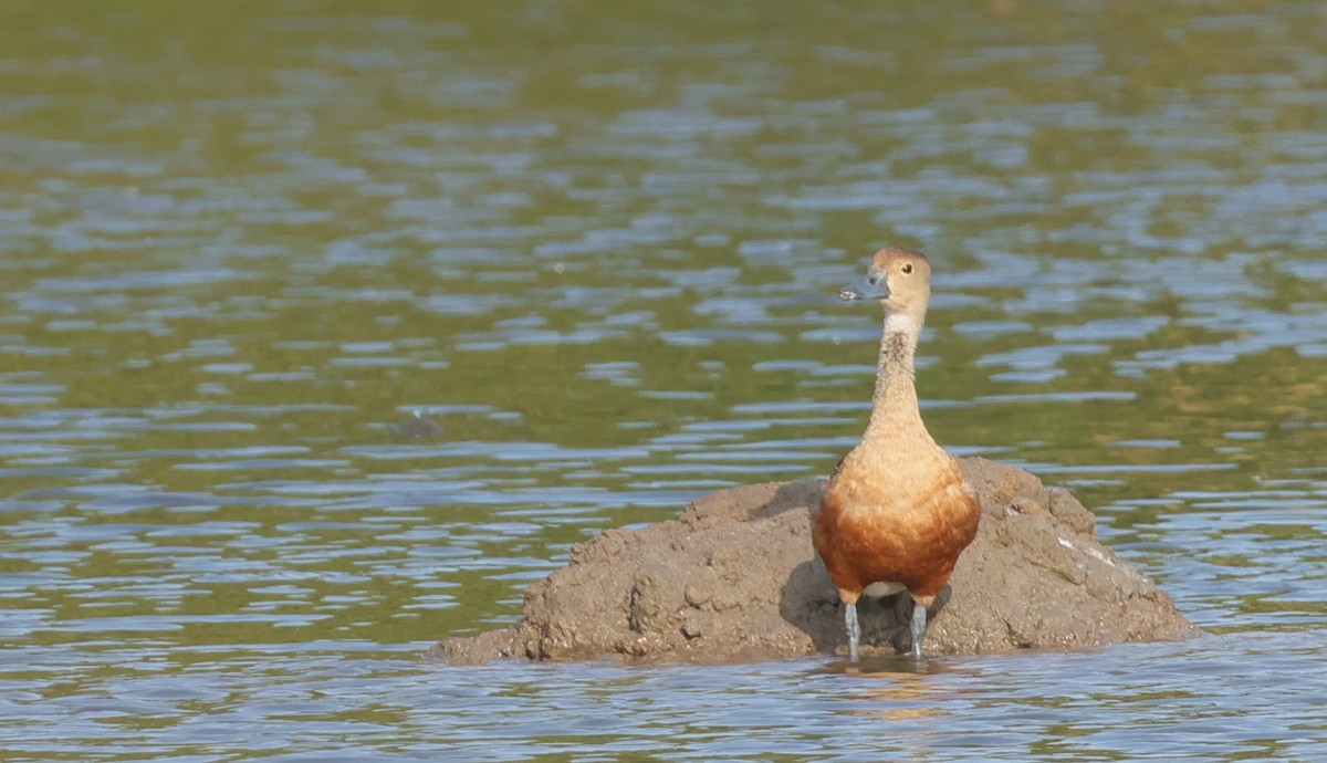 Lesser Whistling-Duck - ML639660333
