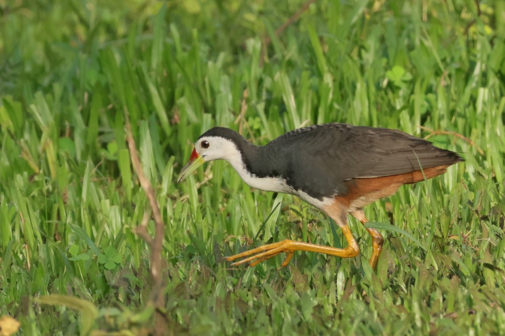 White-breasted Waterhen - ML639660354