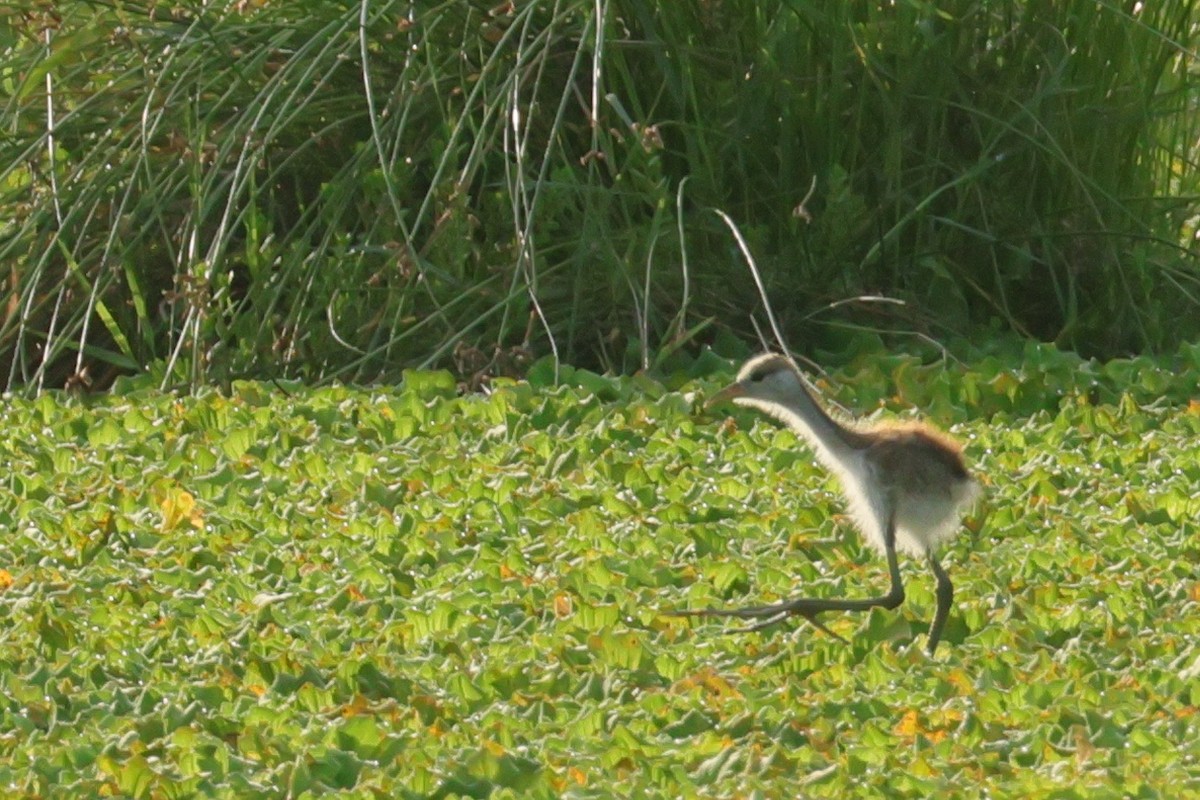 Bronze-winged Jacana - ML639660362