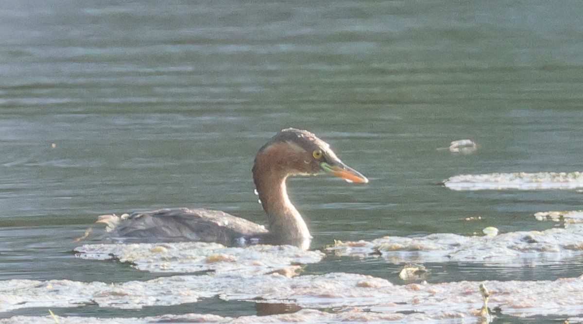 Little Grebe - ML639660367
