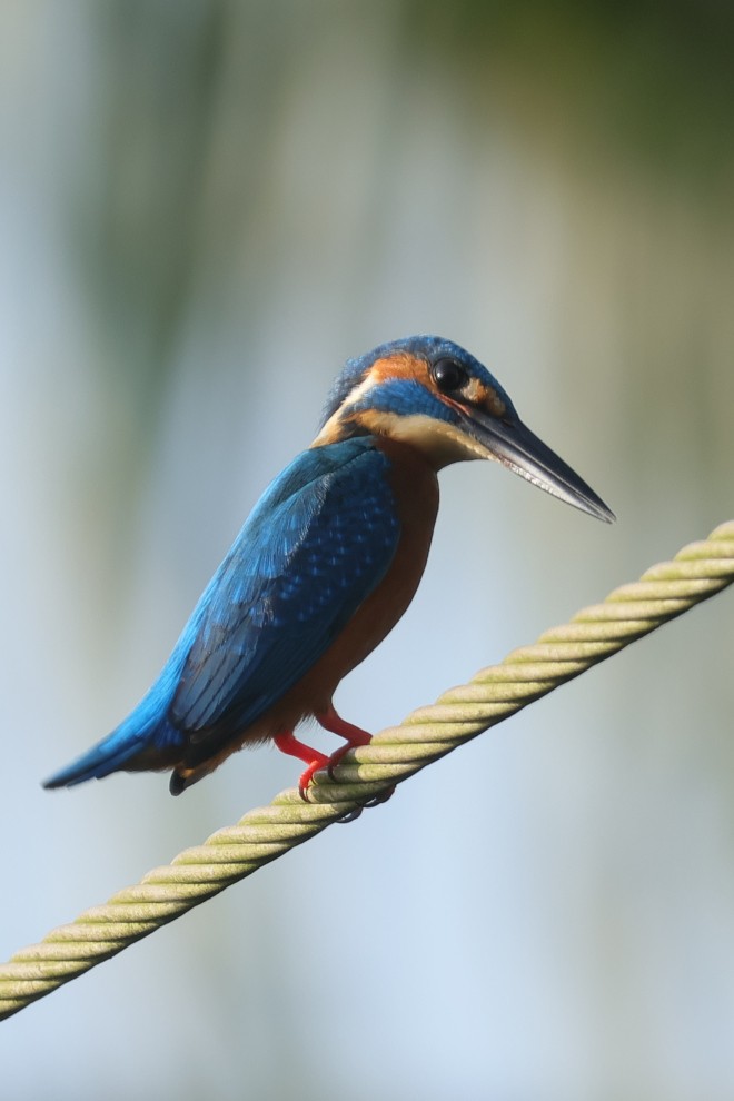 Common Kingfisher - ML639660378