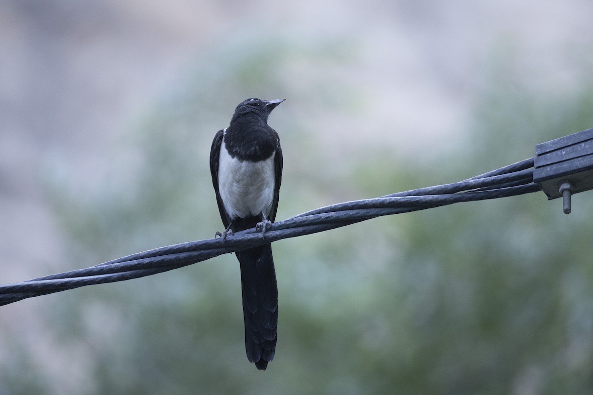 Eurasian Magpie - ML639660560