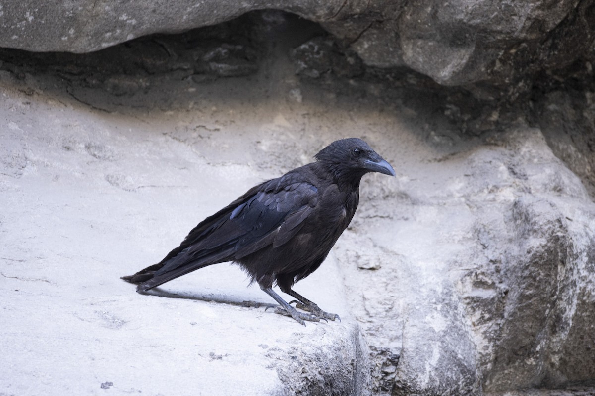 Carrion Crow - ML639660561